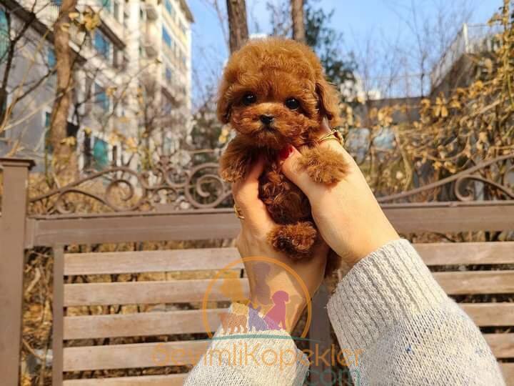 satılık Poodle Toy fiyatı