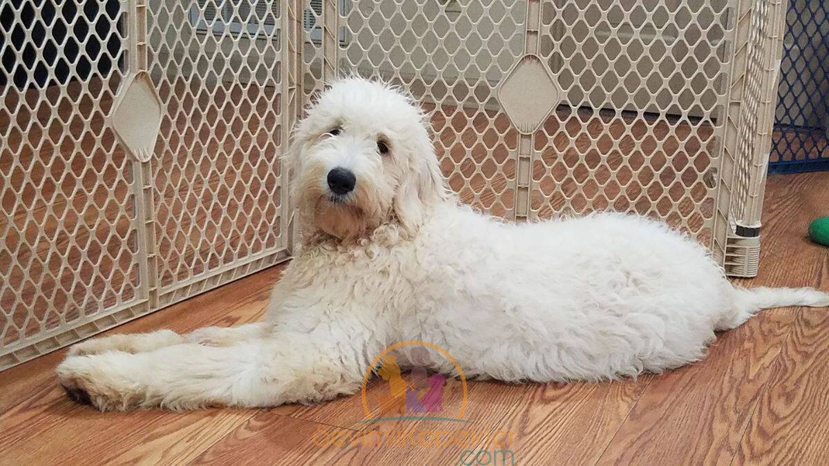 satılık Goldendoodle fiyatı