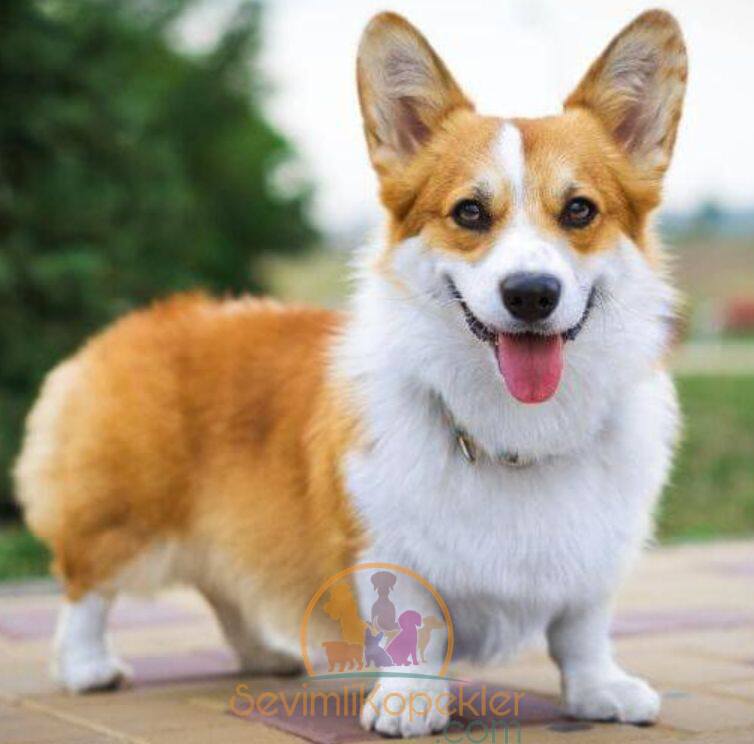 satılık Corgi fiyatı