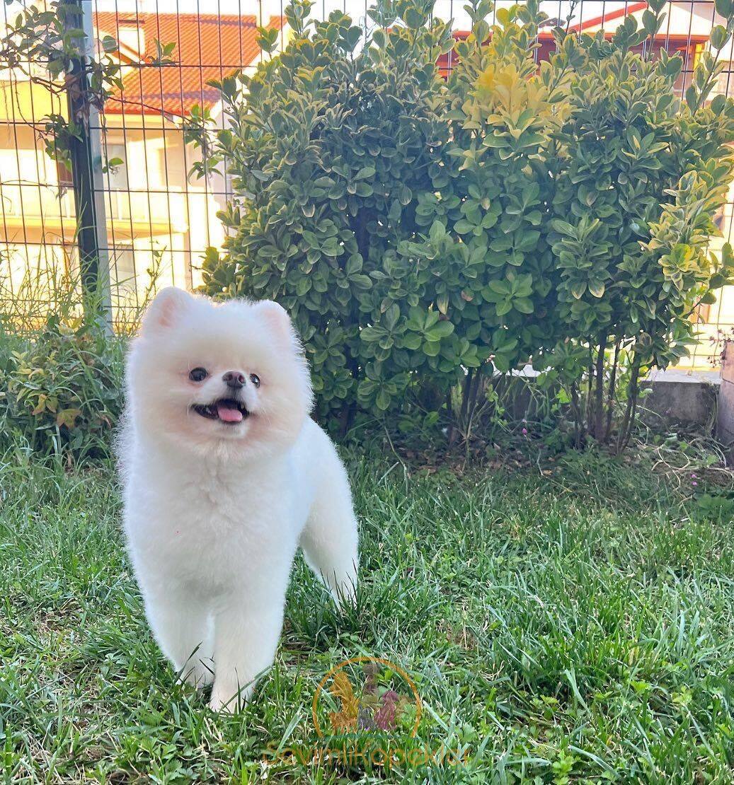 satılık Pomeranian fiyatı