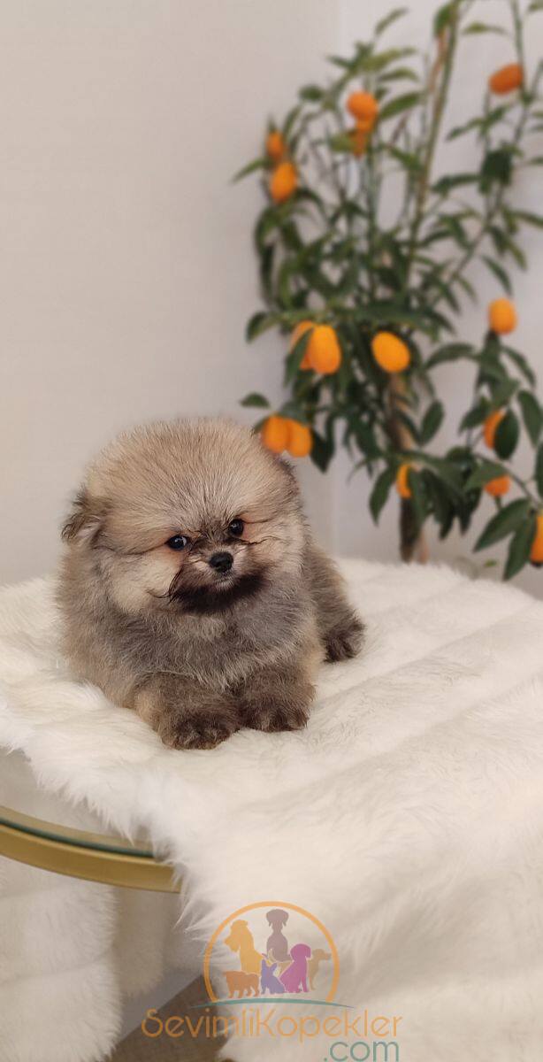 satılık Pomeranian ikinci fotoğrafı