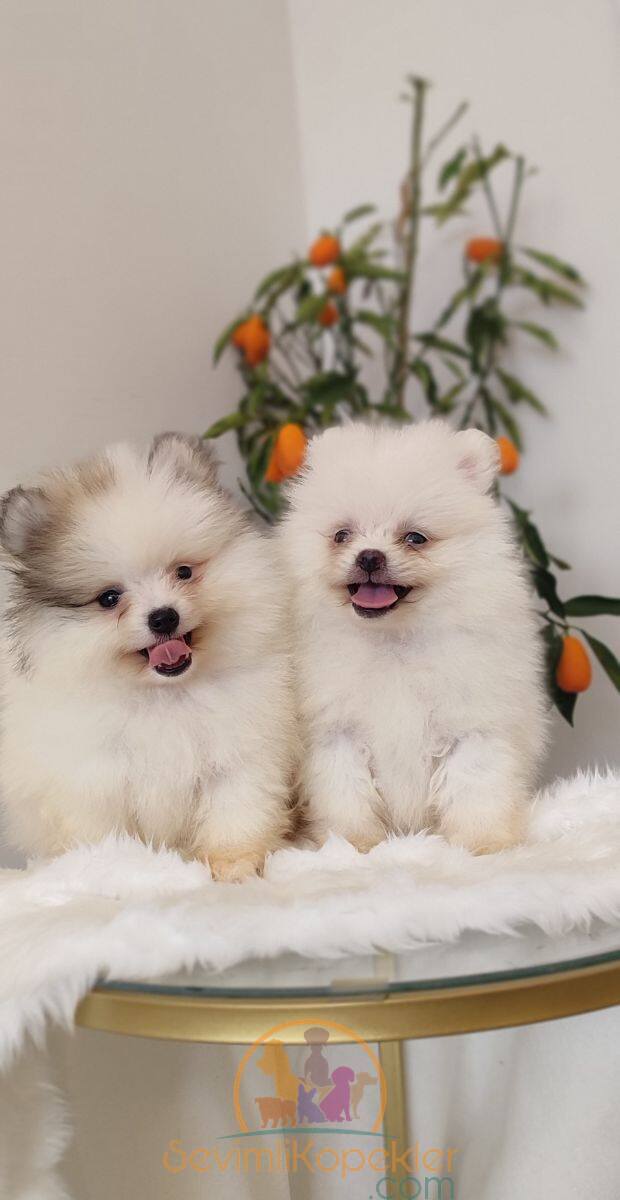 satılık Pomeranian üçüncü fotoğrafı