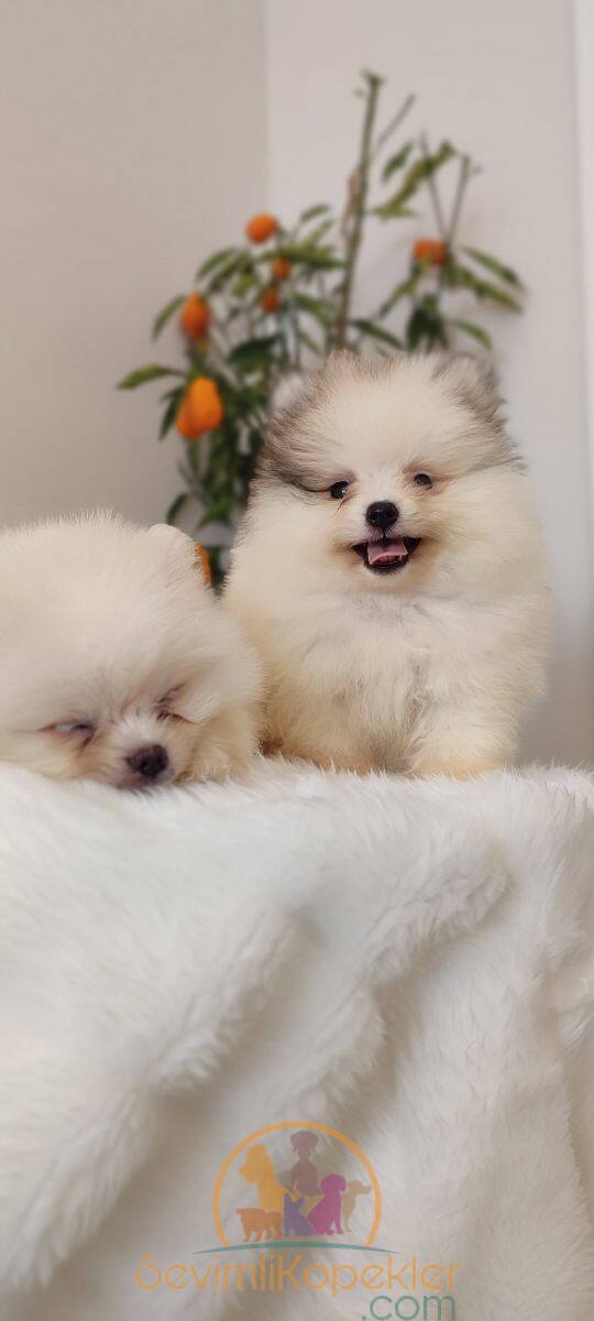 satılık Pomeranian dördüncü fotoğrafı