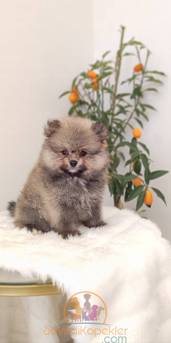 satılık Pomeranian beşinci fotoğrafı