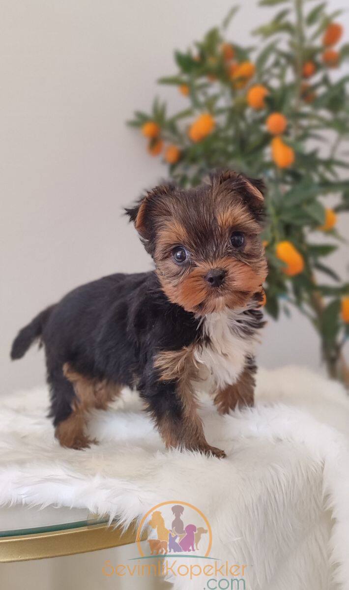 satılık Yorkshire Terrier fiyatı