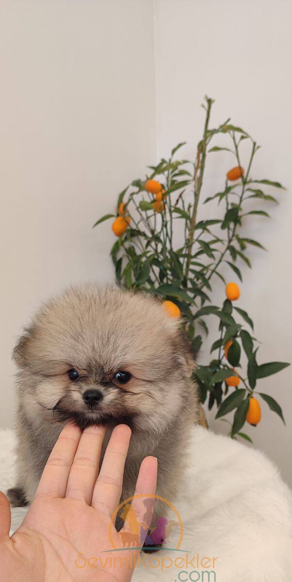 satılık Pomeranian üçüncü fotoğrafı