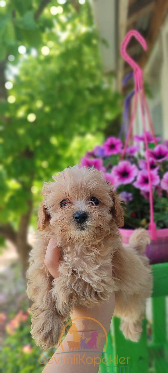 satılık-Maltipoo-3