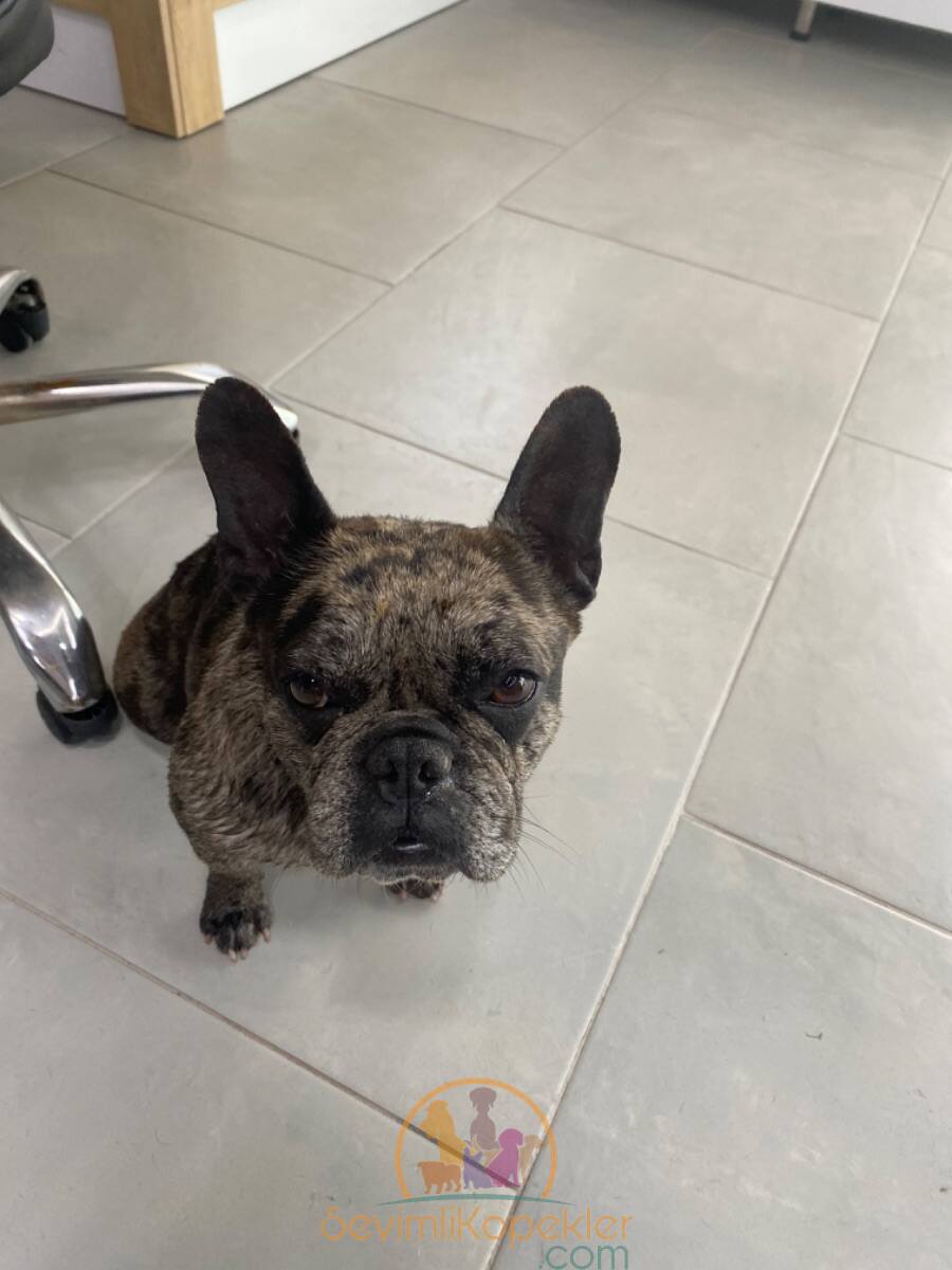 satılık French Bulldog fiyatı