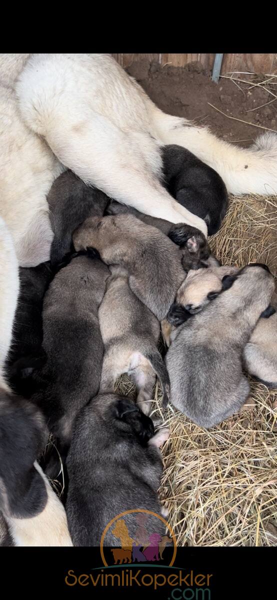 satılık Kangal fiyatı