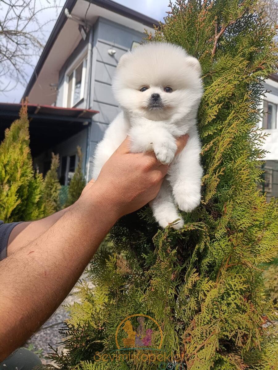 satılık Pomeranian fiyatı