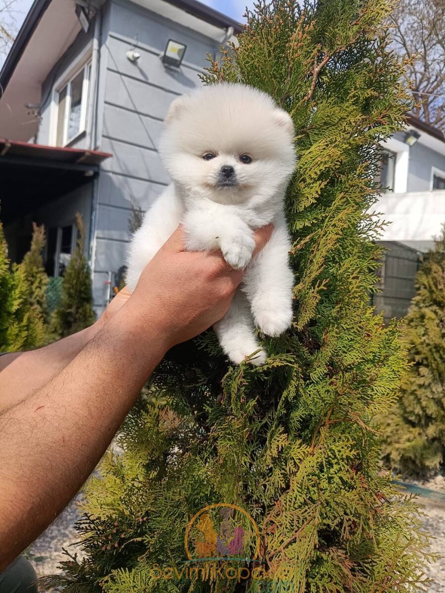 satılık Pomeranian ikinci fotoğrafı