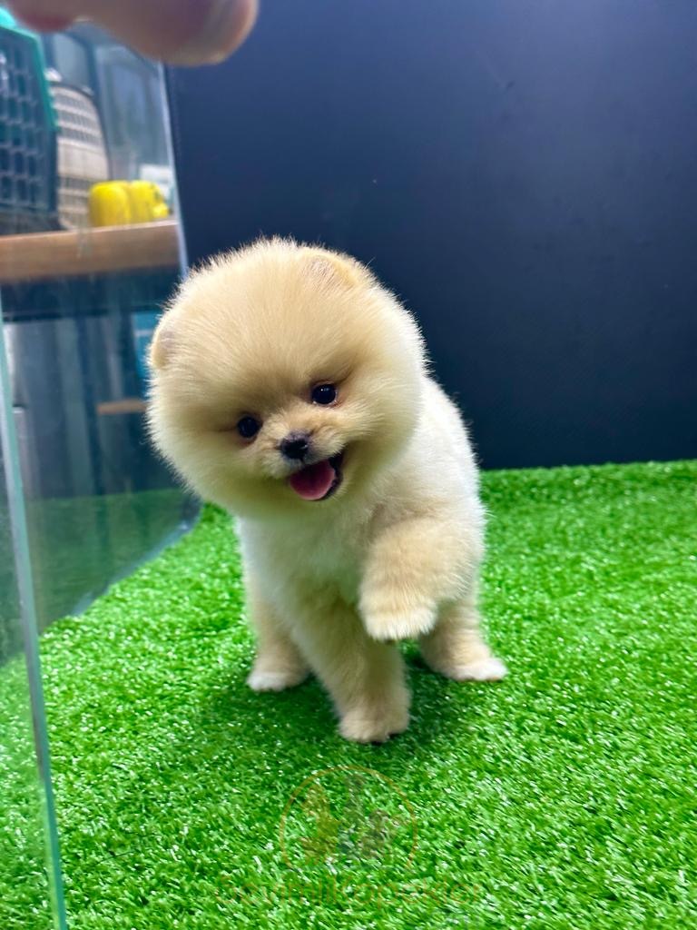 satılık Pomeranian üçüncü fotoğrafı