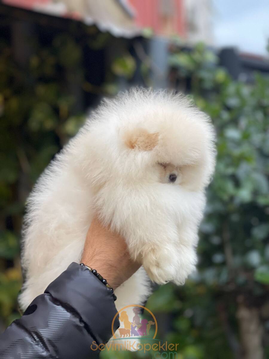 satılık Pomeranian üçüncü fotoğrafı