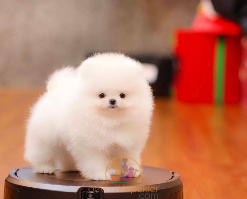 satılık Pomeranian ikinci fotoğrafı