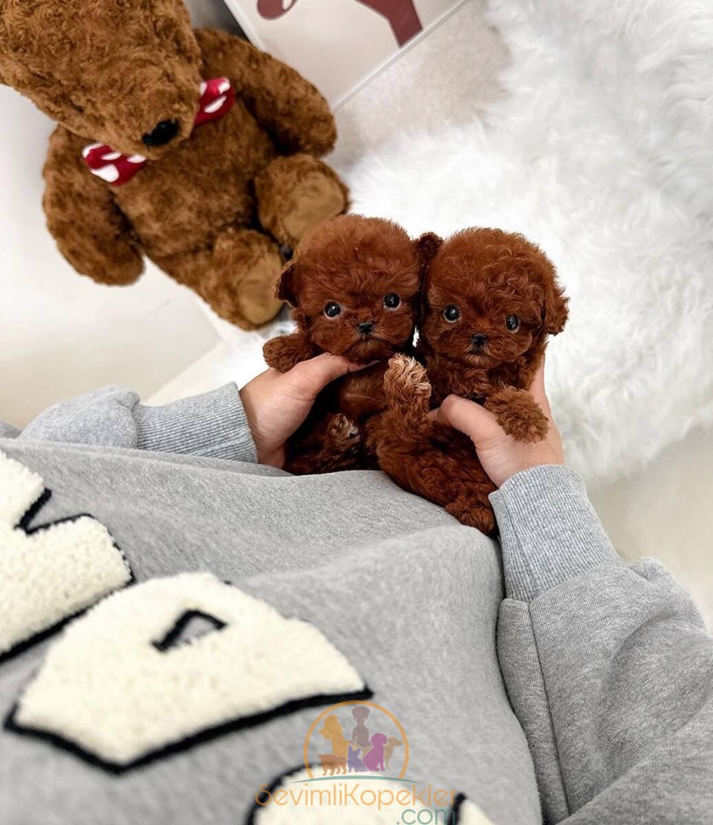 satılık Poodle Toy fiyatı