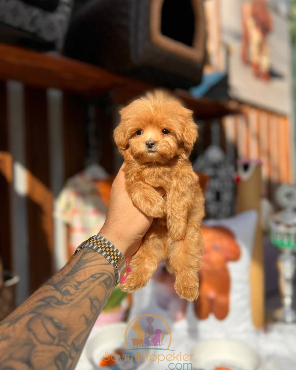 satılık Poodle Toy ikinci fotoğrafı