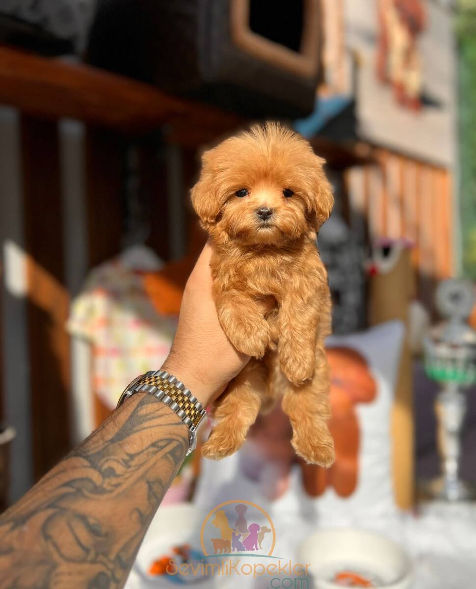 satılık Poodle Toy dördüncü fotoğrafı