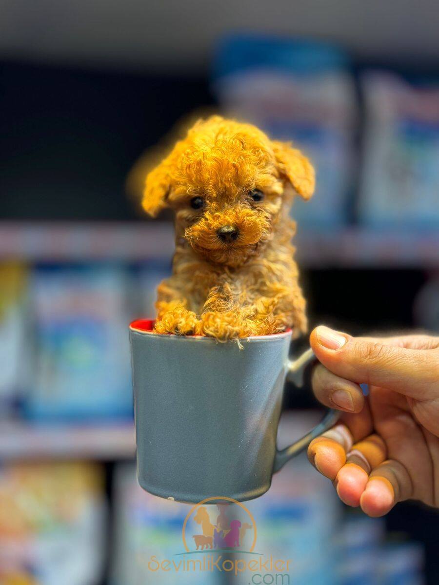 satılık Poodle Toy fiyatı