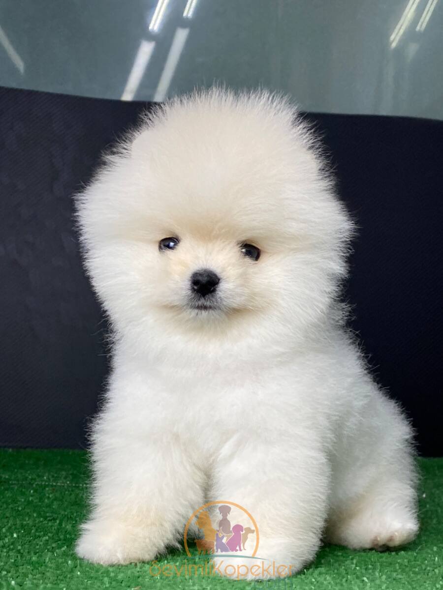 satılık Pomeranian ikinci fotoğrafı