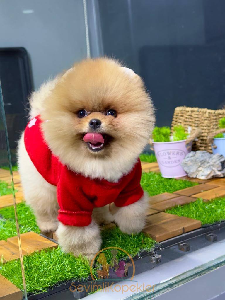 satılık Pomeranian ikinci fotoğrafı