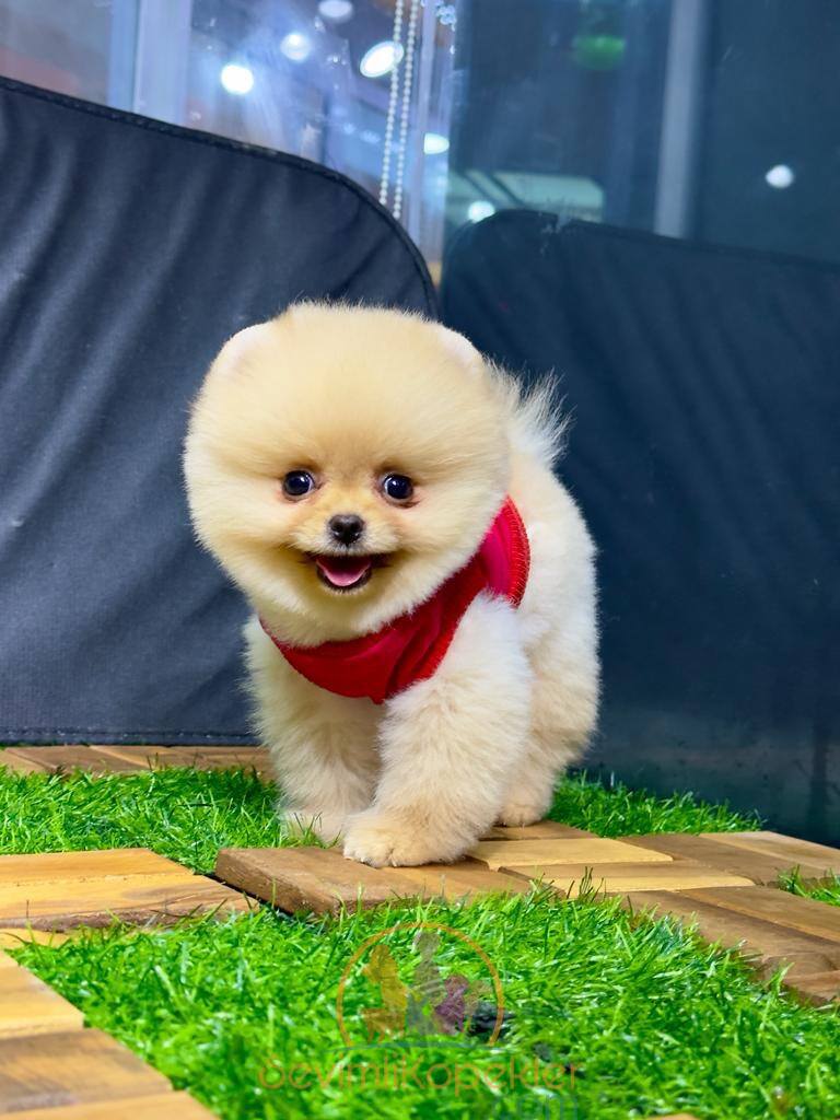 satılık Pomeranian üçüncü fotoğrafı