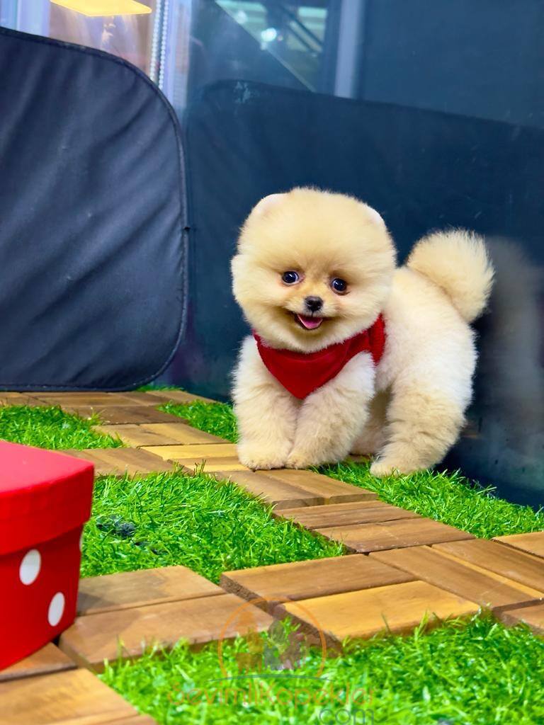 satılık Pomeranian dördüncü fotoğrafı