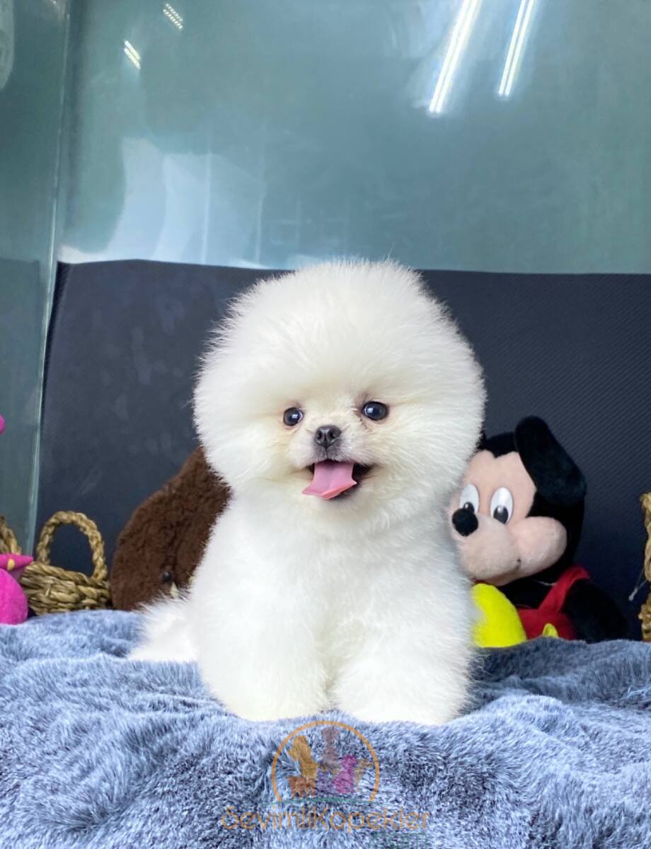 satılık Pomeranian fiyatı