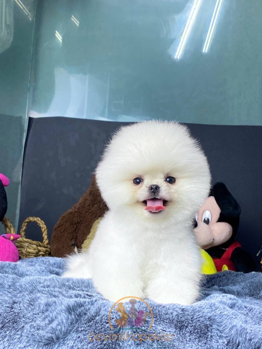 satılık Pomeranian ikinci fotoğrafı