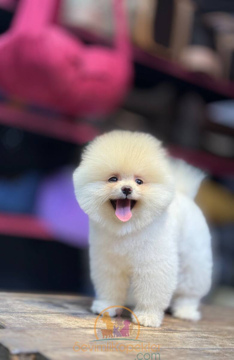 satılık Pomeranian ikinci fotoğrafı