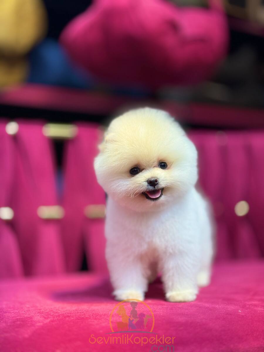 satılık Pomeranian üçüncü fotoğrafı