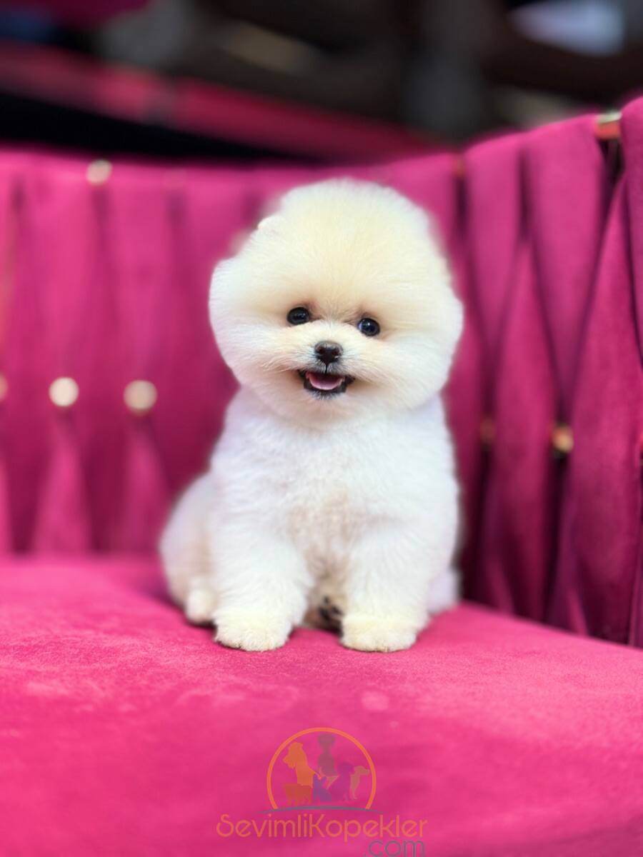 satılık Pomeranian beşinci fotoğrafı