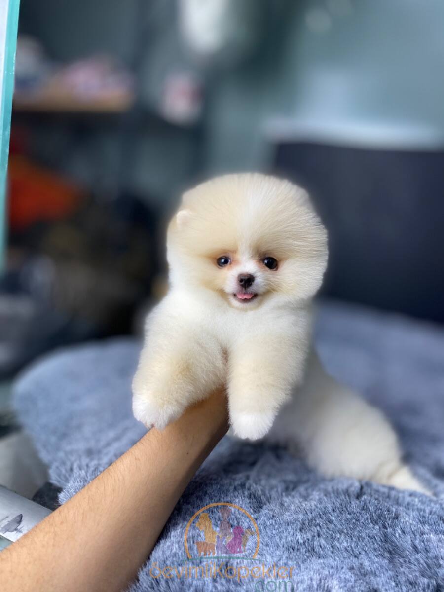 satılık Pomeranian üçüncü fotoğrafı