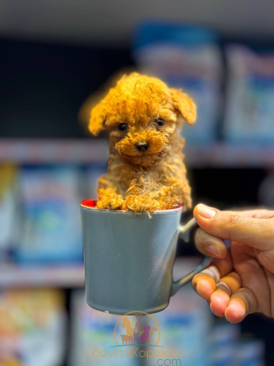 satılık Micro Poodle ikinci fotoğrafı