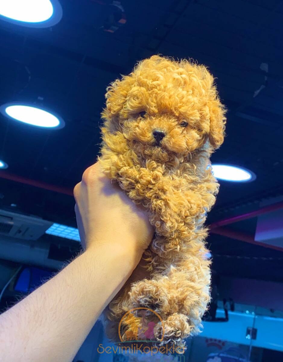 satılık Micro Poodle fiyatı