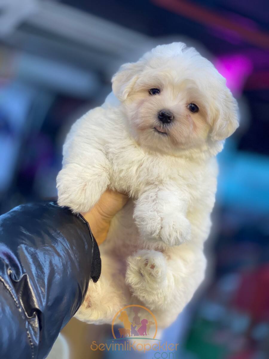 satılık Terrier Maltese ikinci fotoğrafı