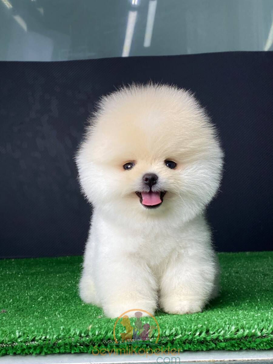 satılık Pomeranian üçüncü fotoğrafı