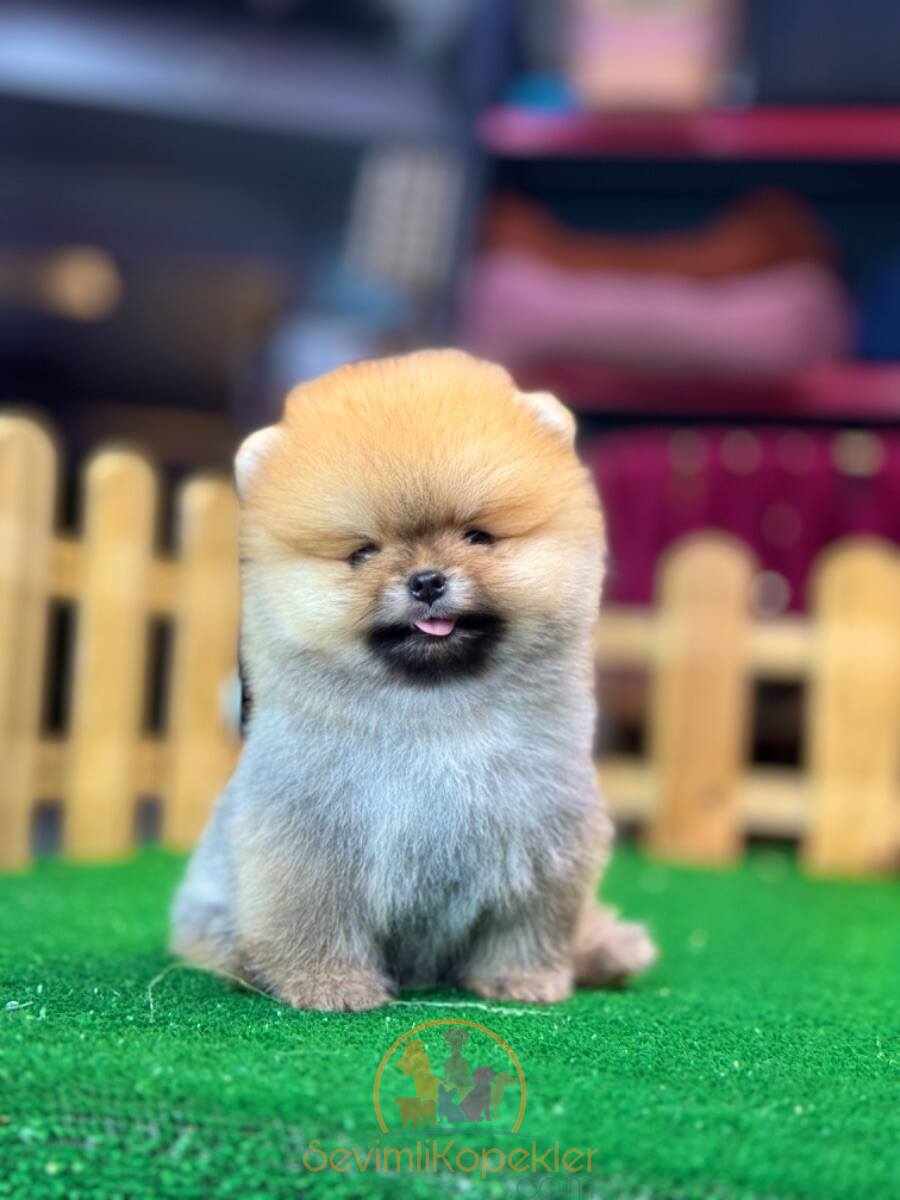 satılık Pomeranian ikinci fotoğrafı