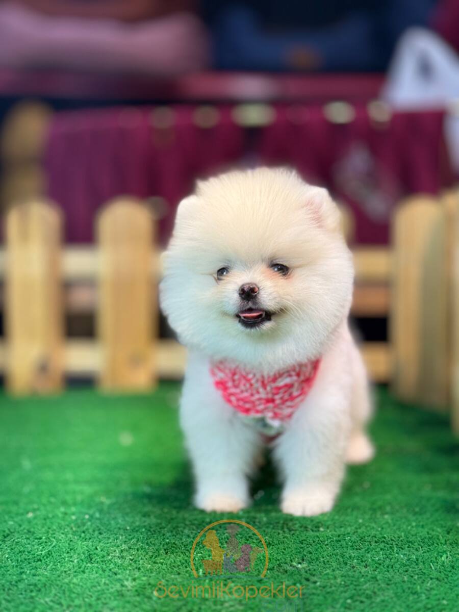 satılık Pomeranian ikinci fotoğrafı