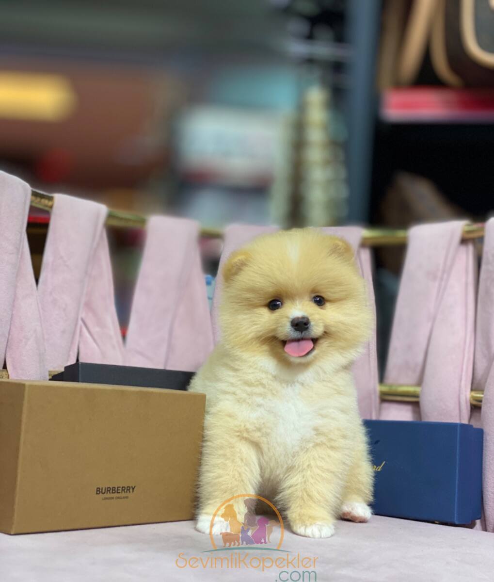 satılık Pomeranian ikinci fotoğrafı