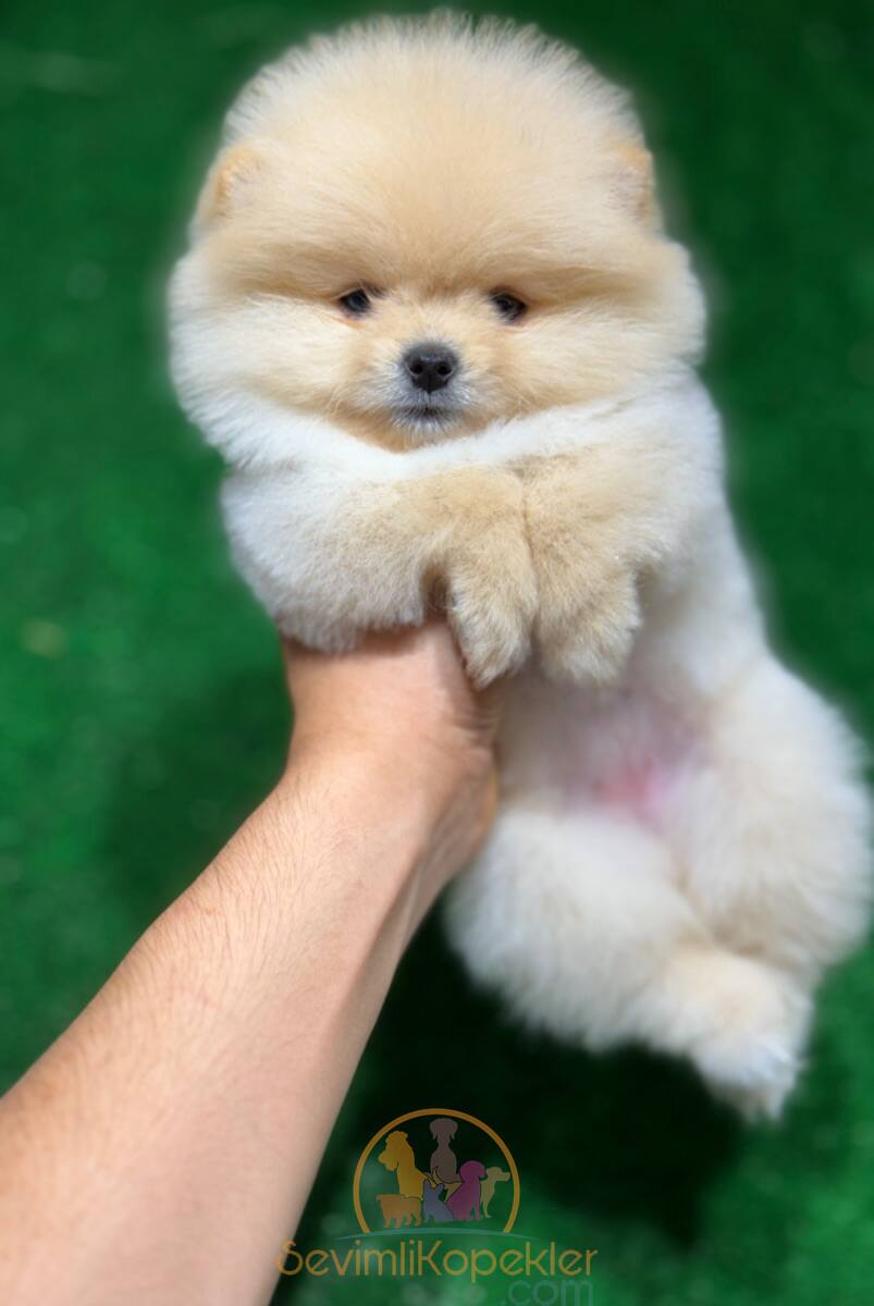 satılık Pomeranian ikinci fotoğrafı