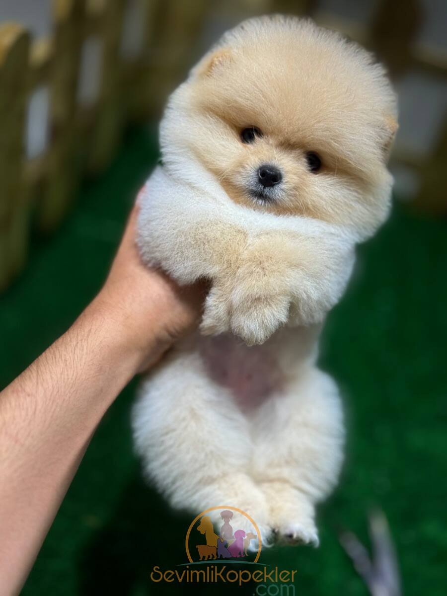 satılık Pomeranian üçüncü fotoğrafı