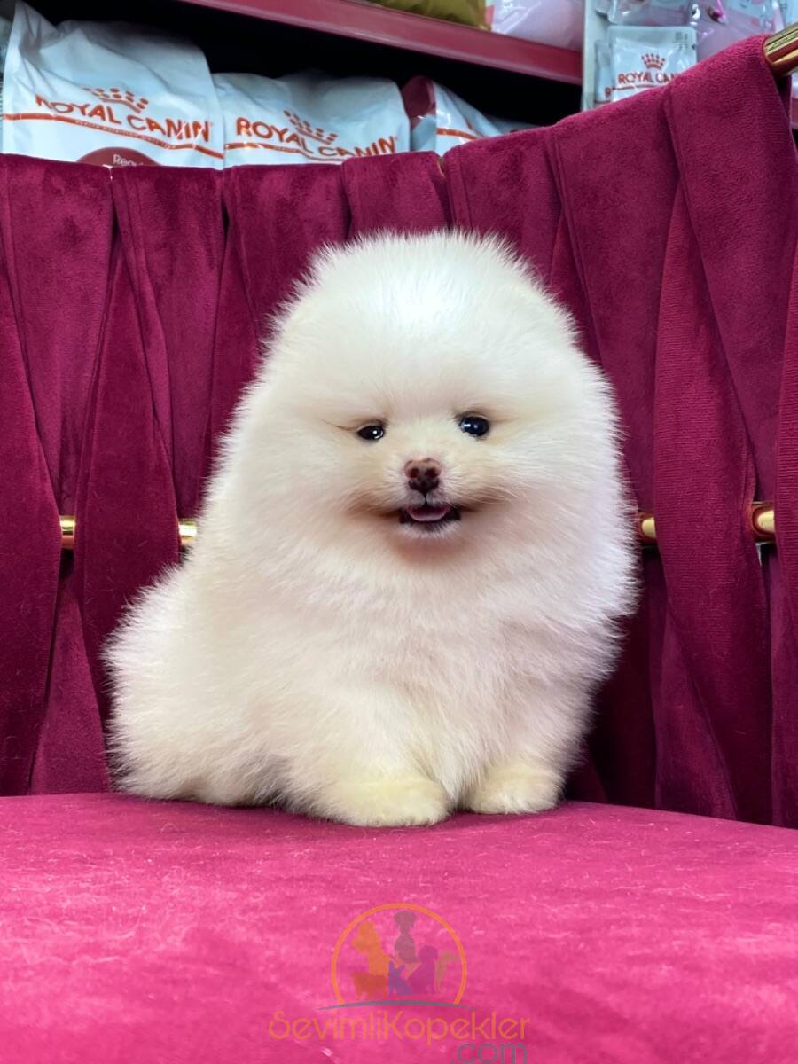 satılık Pomeranian üçüncü fotoğrafı