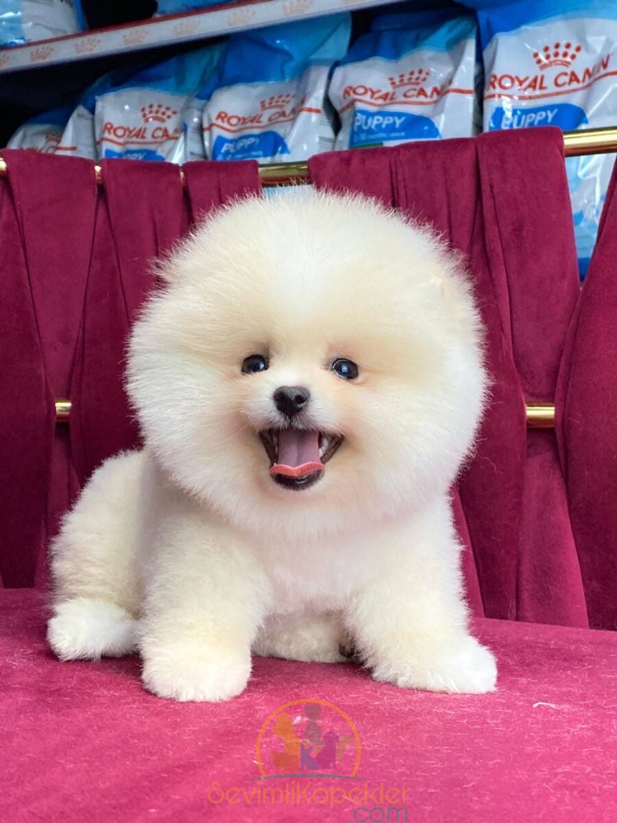 satılık Pomeranian ikinci fotoğrafı