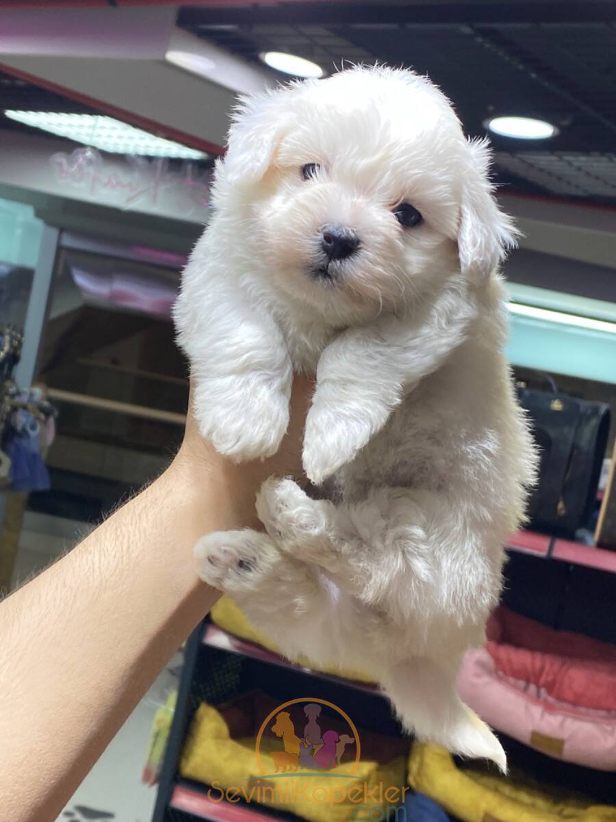 satılık Terrier Maltese ikinci fotoğrafı