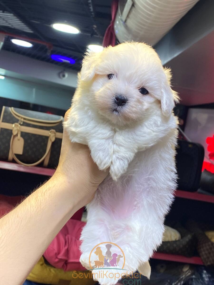 satılık Terrier Maltese üçüncü fotoğrafı