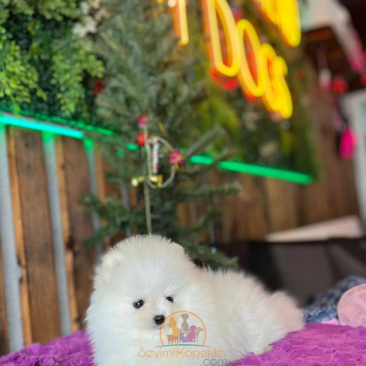 satılık Pomeranian ikinci fotoğrafı