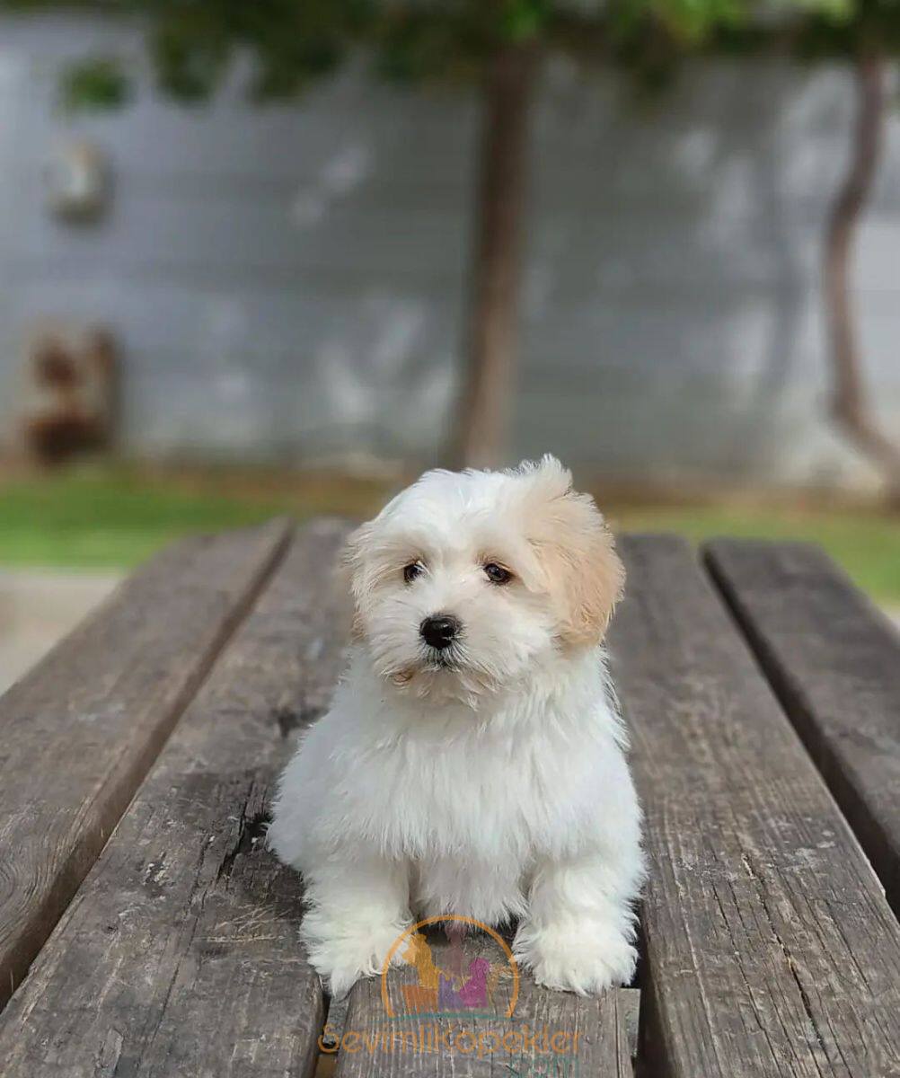 satılık-Maltipoo-1