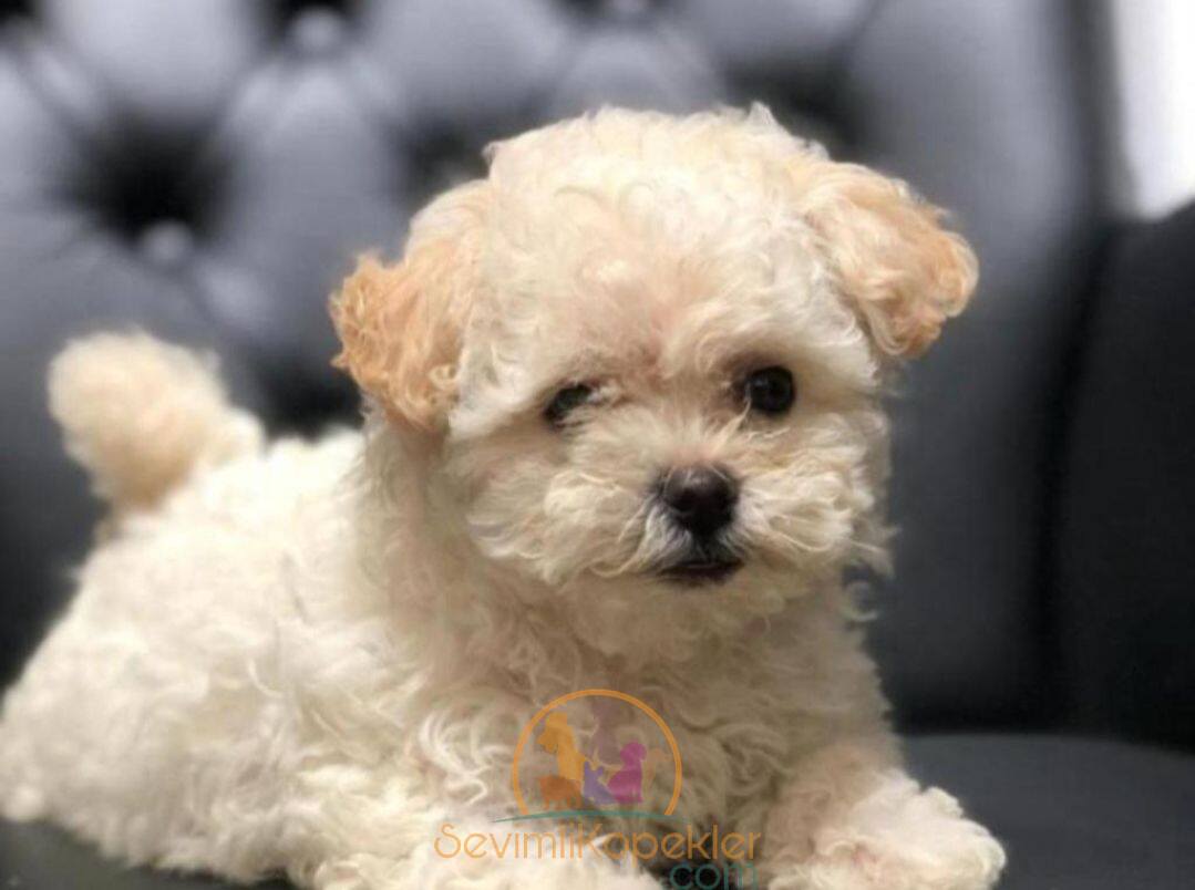 satılık Maltipoo fiyatı