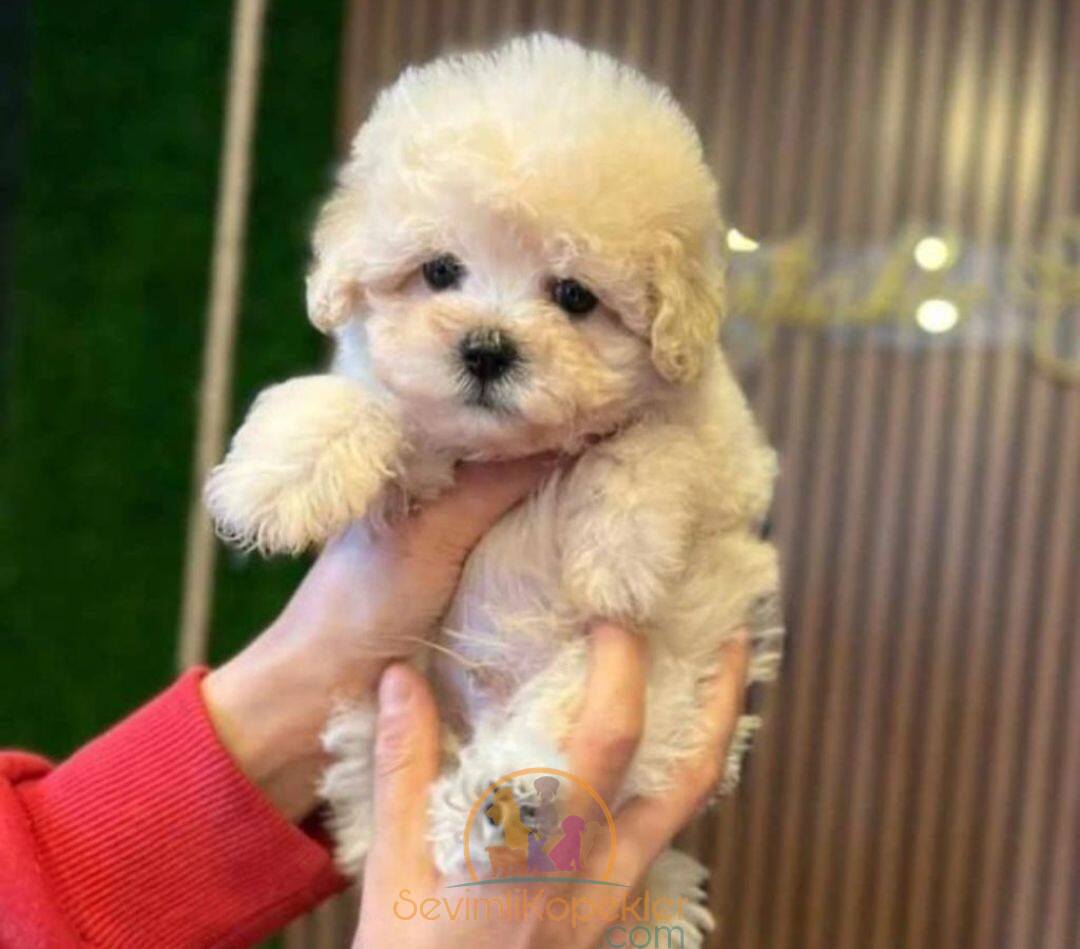 satılık Maltipoo fiyatı