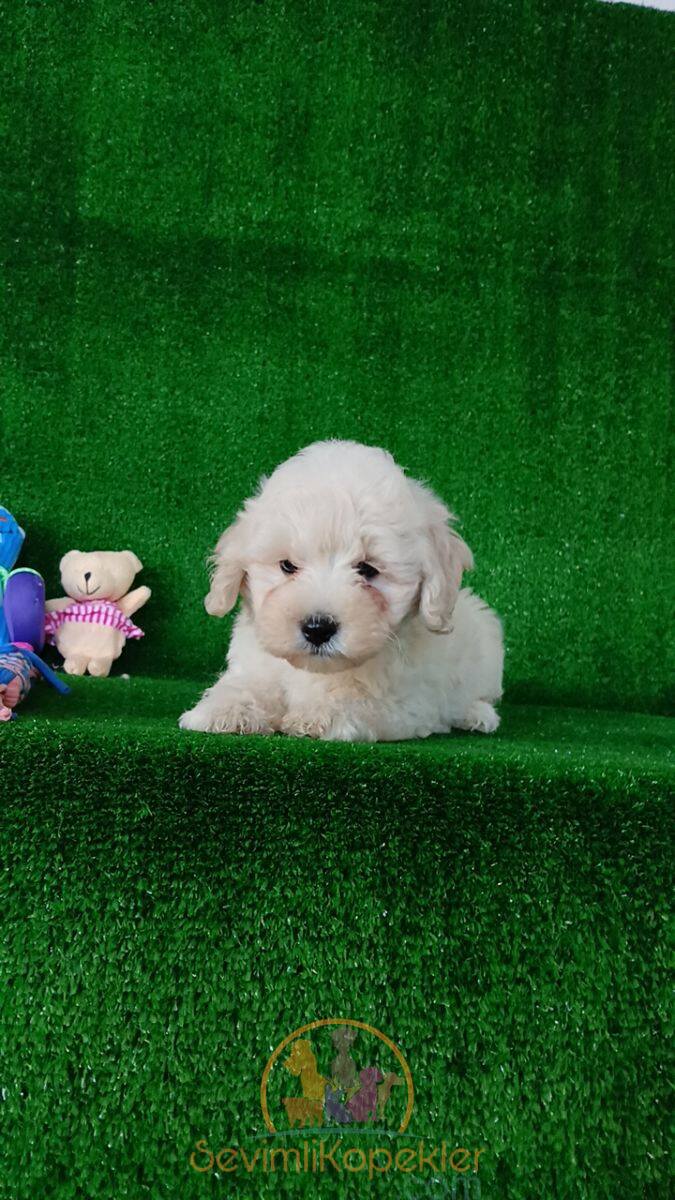 satılık Maltipoo fiyatı